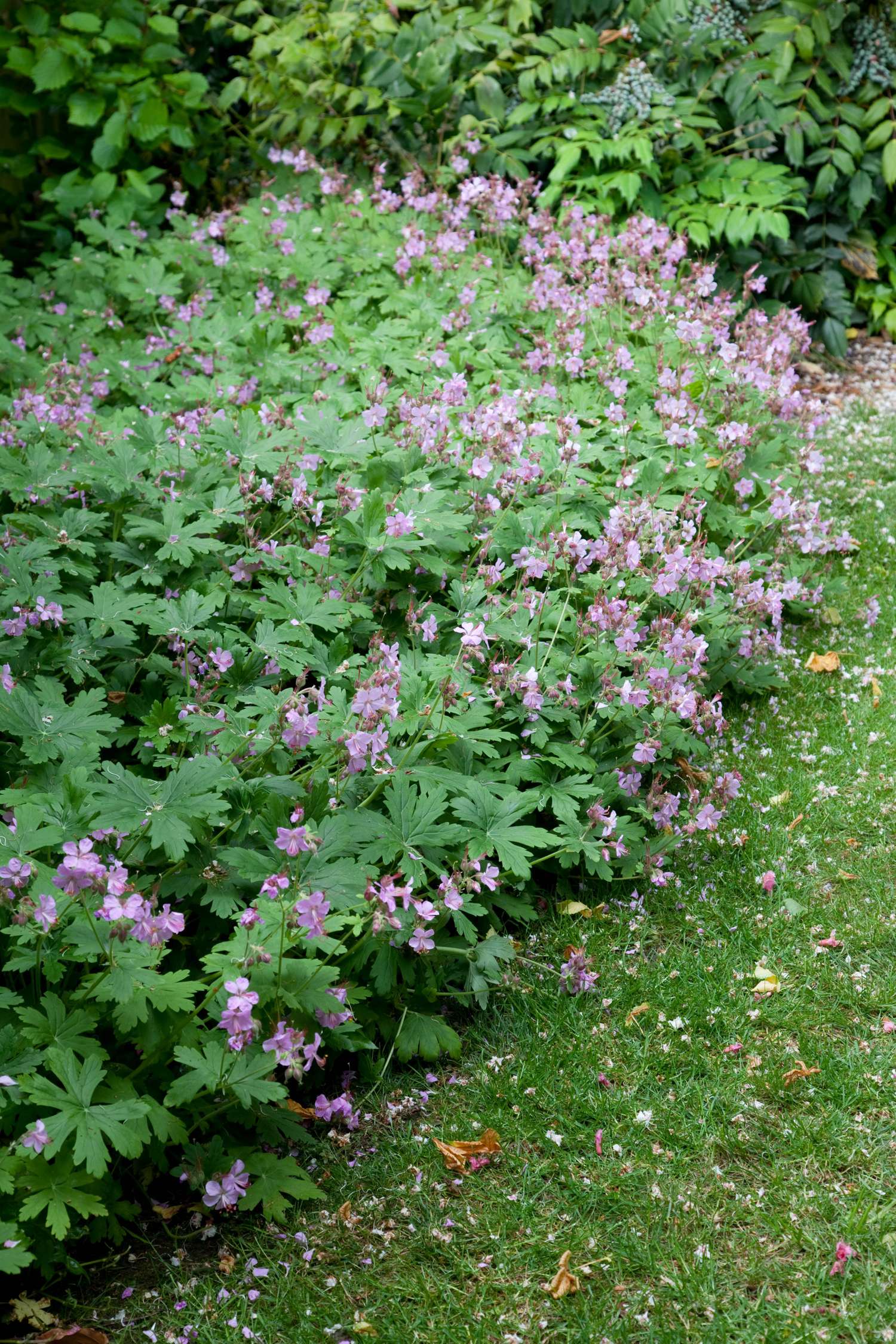 Kurjenpolvi 'Ingwersen's Variety'